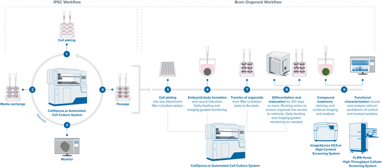 An Automated brain organoid culture and analysis workflow