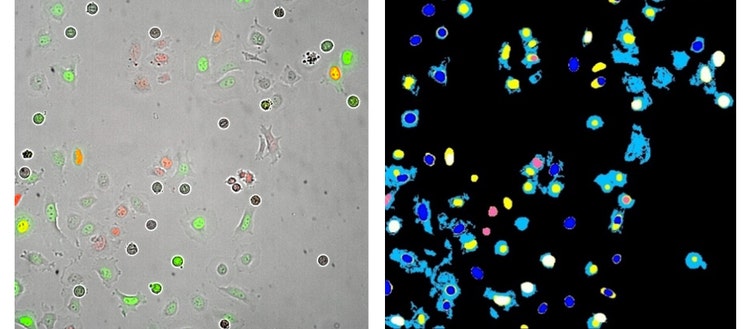 Hela cell Fucci cell cycle sensors