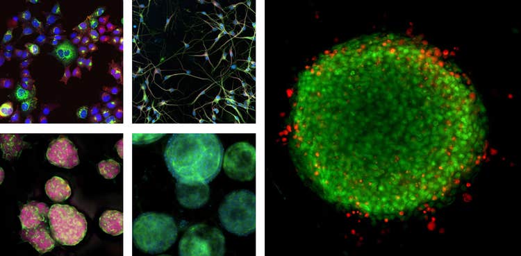 Autofocus Modes Cell Image