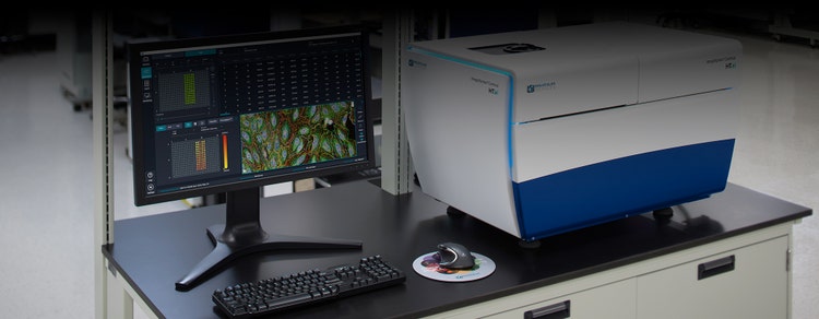 cell analysis through AI/machine learning