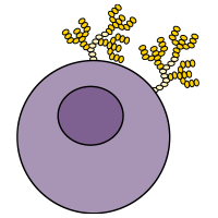 Bioactive in humans