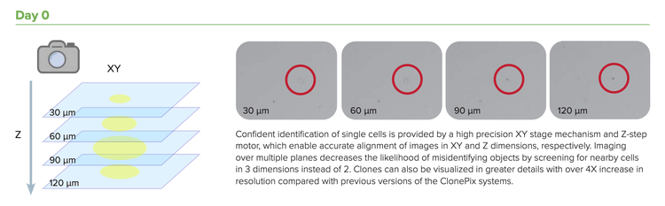 Cell Line Development timelines steps