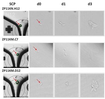 single cell images with the CloneSelect Single-Cell Printer