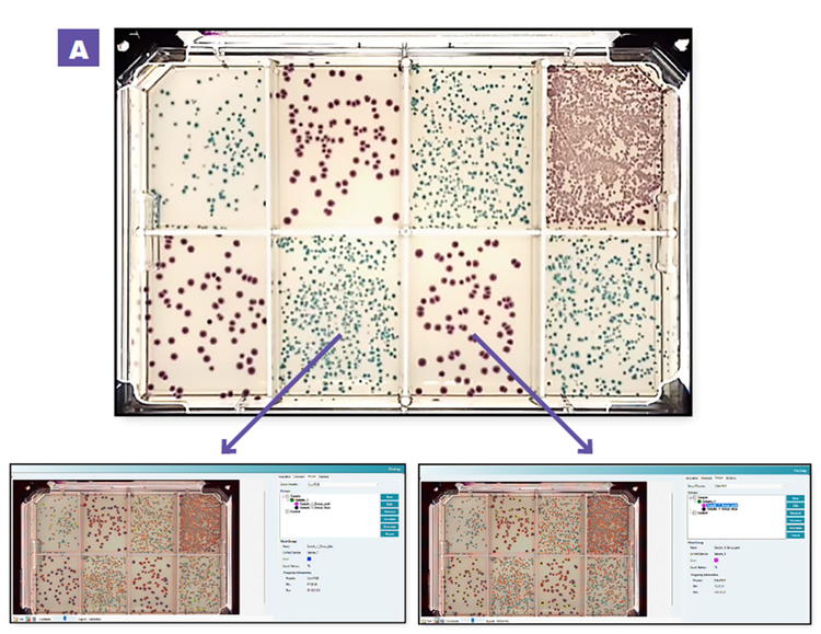 Blue E. coli and pink Klebsiella aerogenes colonies selected on 8-region OmniTrays using QPix FLEX software