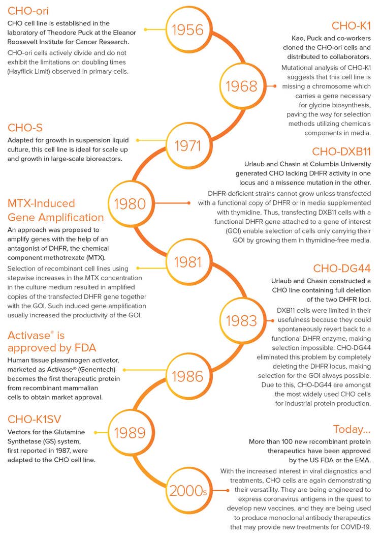 Evolution of CHO cells