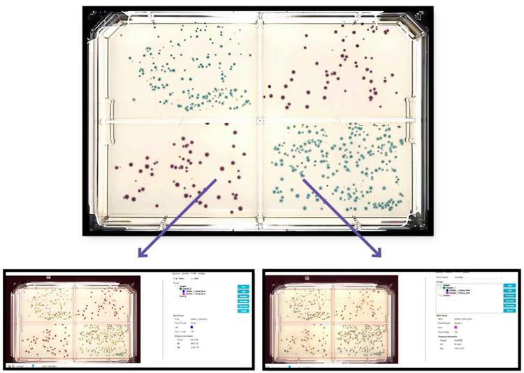 Grouping of blue E. coli and pink Klebsiella aerogenes colonies plated on 4 region OmniTrays
