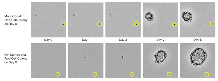 Monoclonal Cell Line CHO-s cell growth