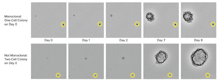 Monoclonal Cell Line CHO-s cell growth