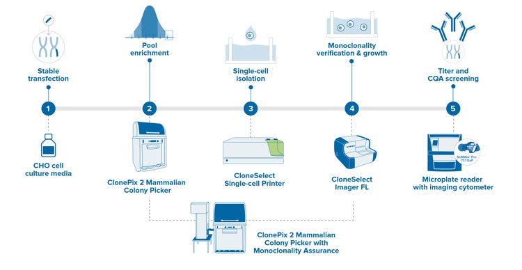 Cell Line Development Workflow for Monoclonality Assurance