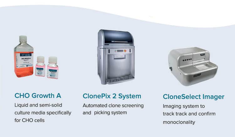 CHO cell line development workflow