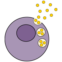 CHO cells