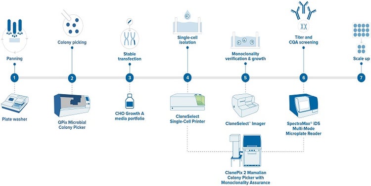 Monoclonal antibody development workflow