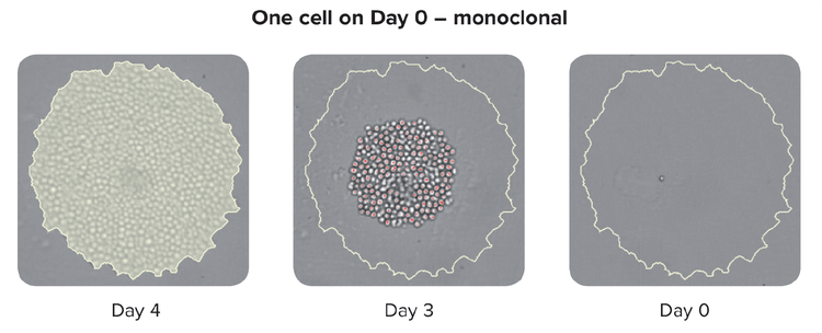 Cell Line Antibodies