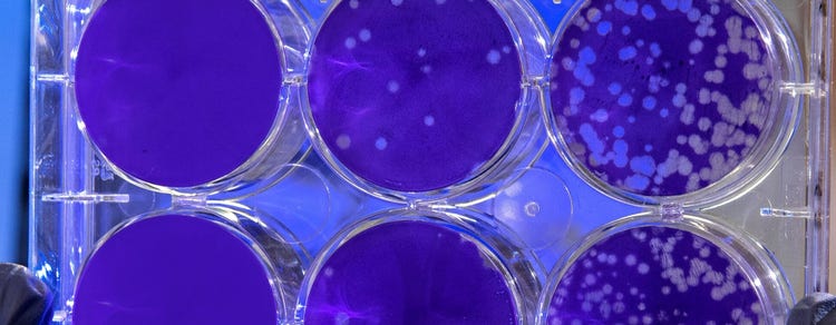 Monoclonal Cell Lines for Stem Cell Engineering