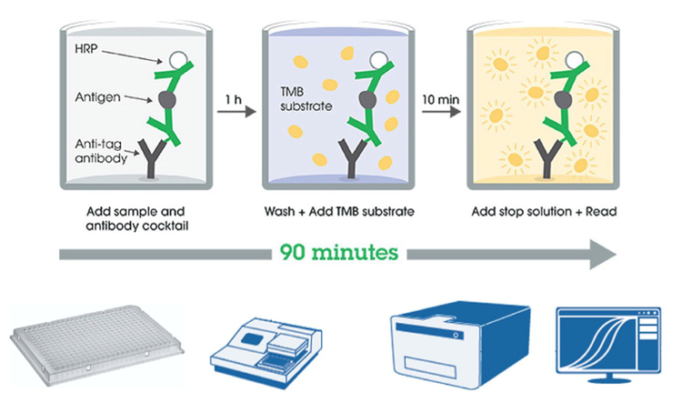 ELISA in 384-well format accommodated the 384- well experimental layout used to culture and treat liver microtissues