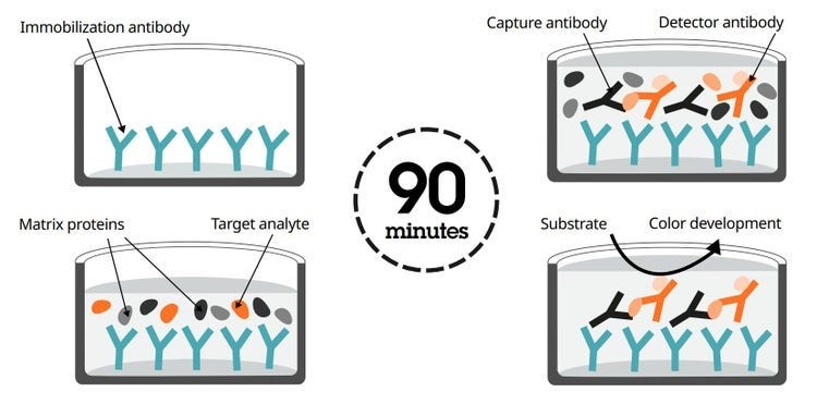SimpleStep ELISA kits, an analyte-capture and detector antibody sandwich complex is formed in solution