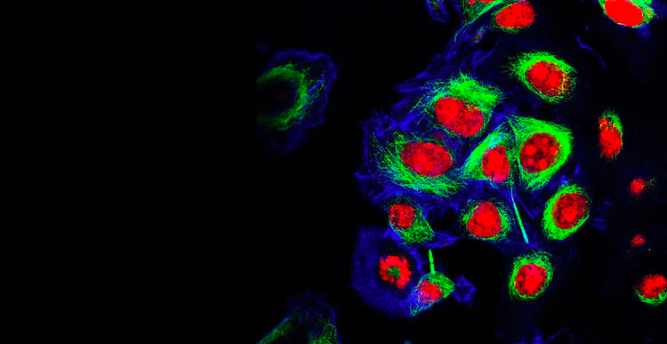 Cell Line Development