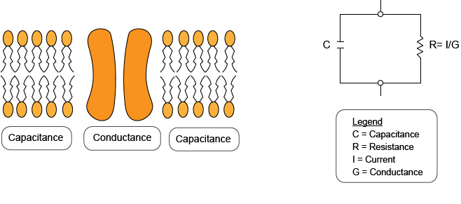 Current-clamp Method : Cell membrane behavior is compared with an electrical current