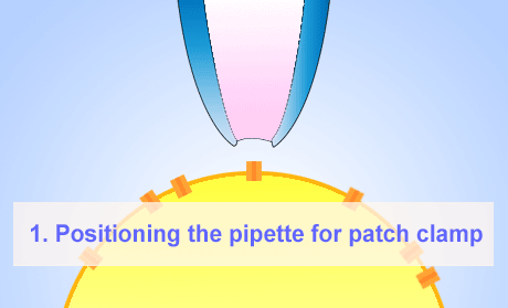 Cell Patch-Clamp Technique illustration