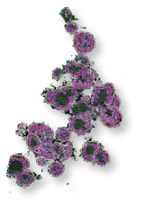 Organoid Vials