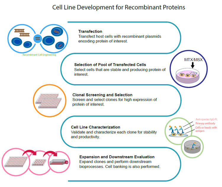 Steps of a typical cell line development process
