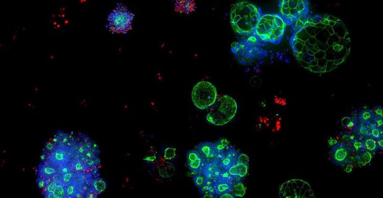 3D Cell Culture