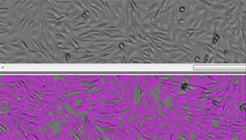 Imaging and Cell‑based Assays