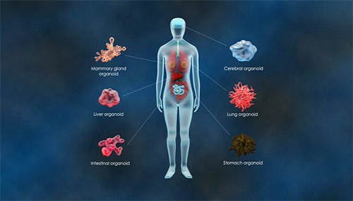 organoid models for human-relevant drug discovery