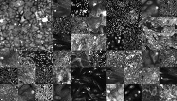 Cellular Morphological Data