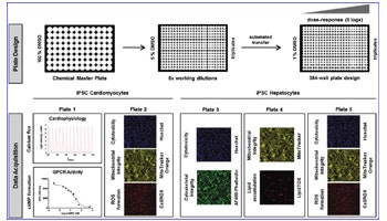 Stem Cell-Derived Cardiomyocytes and Hepatocytes