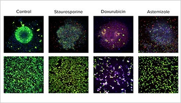 See How the Cardiac System Responds in Drug Development