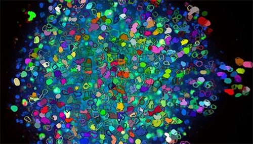 3D cell culture systems