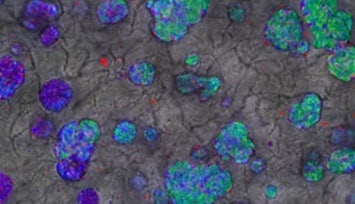 Cellular Microenvironment