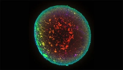 Midbrain organoids cultured on the CellXpress.ai