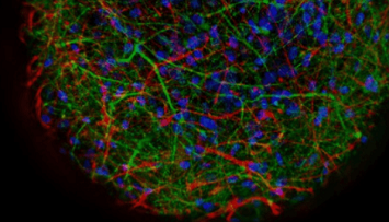 Neuroscience