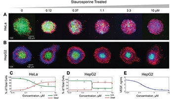 Disease Modeling with 3D Cell-Based Assays