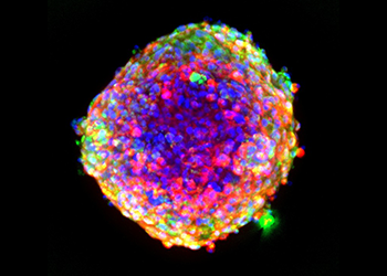 3D Ready Cardioid