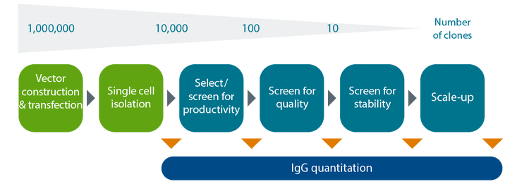 IgG Quantification Assay