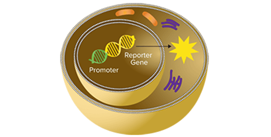 SpectraMax Glo Steady-Luc Reporter Assay Kit | Molecular Devices