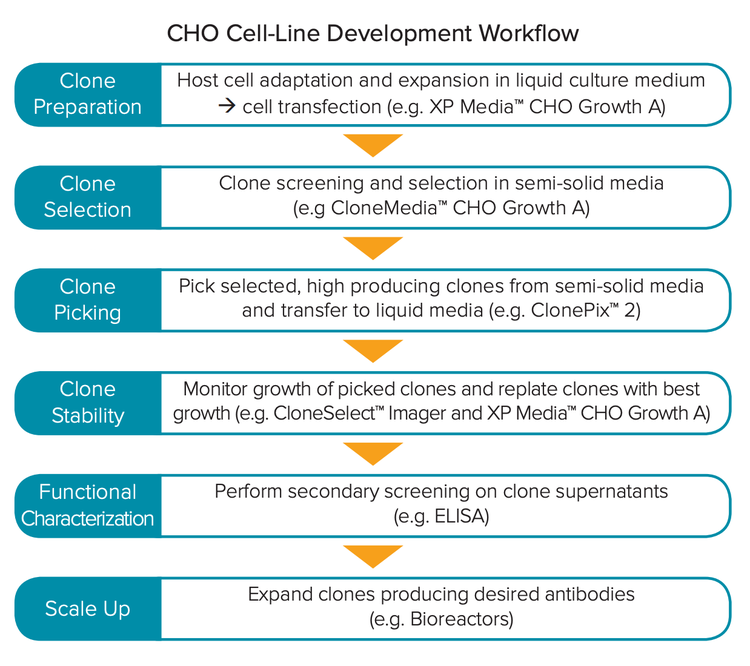 CHO media and system solutions in cell-line development workflow