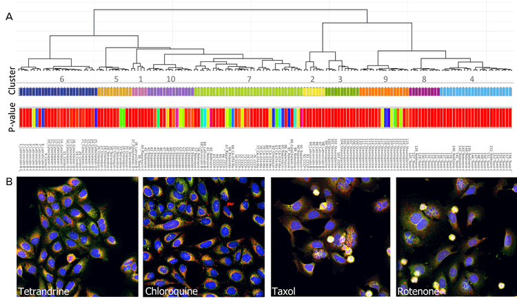 A) A dendrogram representing hierarchical relationships is shown. B) Examples of compound-treated cells belonging to the some of the clusters are shown. Cluster 5 consists of tetrandrine- and chloroquine-treated cells. Cluster 4 consists of rotenone- and paclitaxel-treated cells