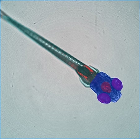Customized SINAP deep-learning models segment specific regions (whole body, head, eyes, brain) of a zebrafish embryo in transmitted light image.