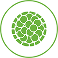 Cell organoids icon