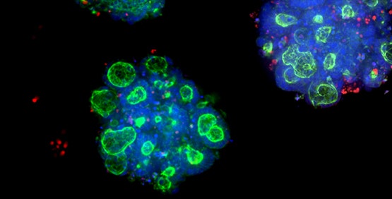 Mô hình tế bào 3D