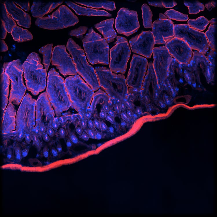 Micro Confocal Imaging System