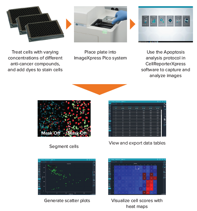 apoptosis-workflow