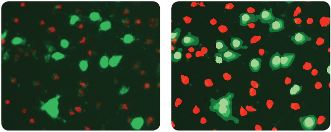 apoptotic-cells-with-and-without-masks