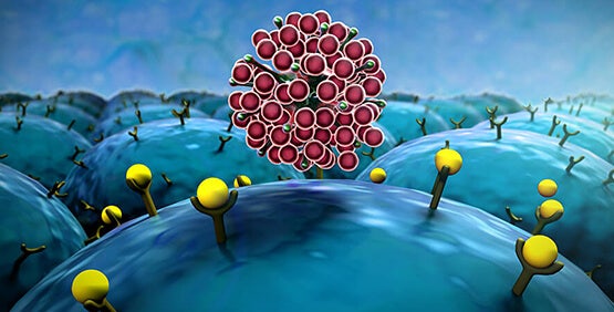 Sàng lọc biểu hiện bề mặt tế bào