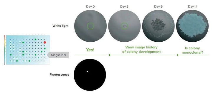 CloneSelect Imager FL verify Monoclonality