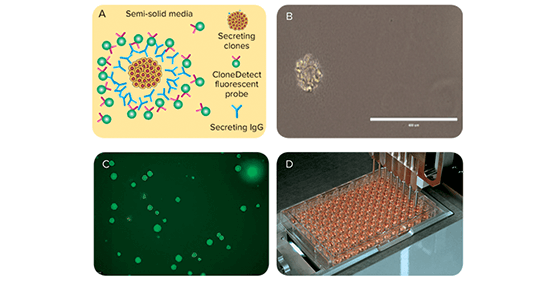 Sàng lọc tế bào lai